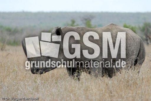 Breitmaulnashorn (10 von 28).jpg